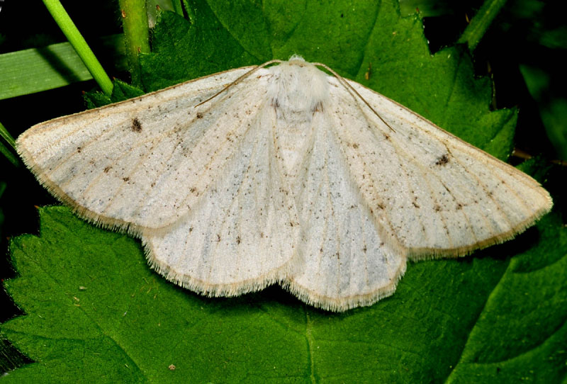 Geometridae - Dyscia (Dyscia) royaria